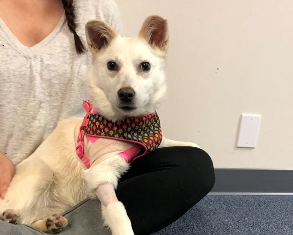 Crystal, a dog rescued by PETA, sitting in someone
