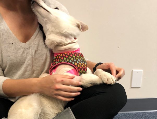 Rescued dog Crystal gives some love to a new friend