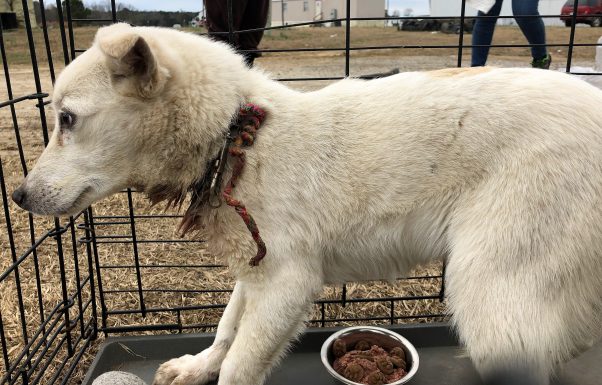 Before photo of rescued puppy Crystal, who has a large wound on her neck