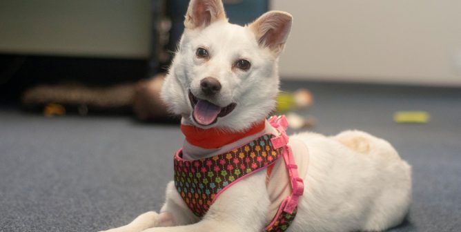Rescued American Eskimo mix Crystal in her foster home