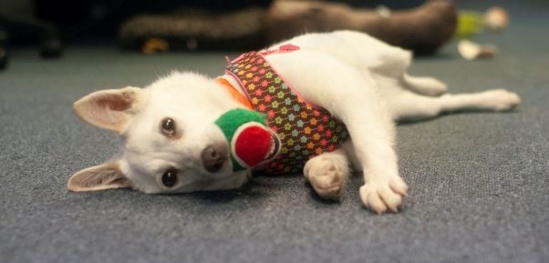 PETA rescue Crystal with ball in mouth