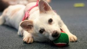 Crystal, an American Eskimo mix rescued by PETA, chewing on a toy