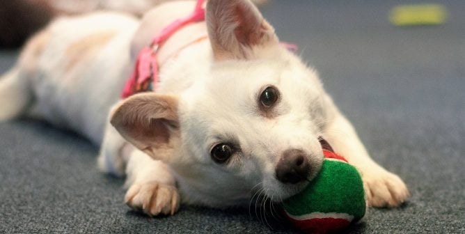 Crystal, an American Eskimo mix rescued by PETA, chewing on a toy