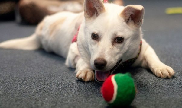 Rescued dog Crystal playing with ball in foster home