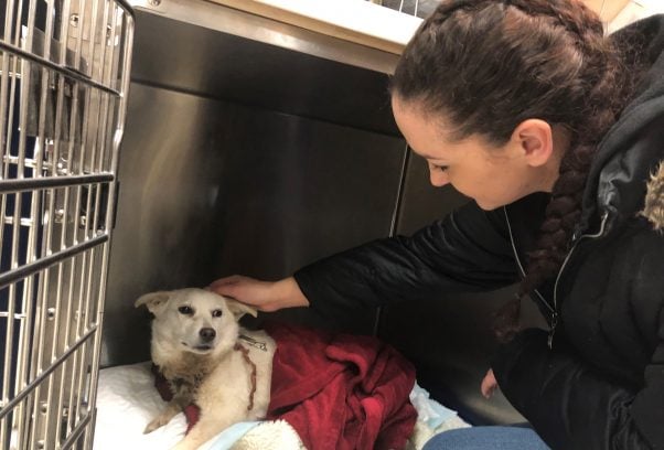 PETA rescue Crystal receiving medical care