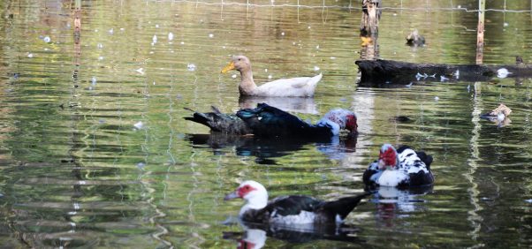 Herman swimming with other ducks