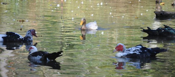Herman swimming with other ducks