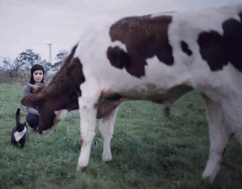 Cat, Cow, Women