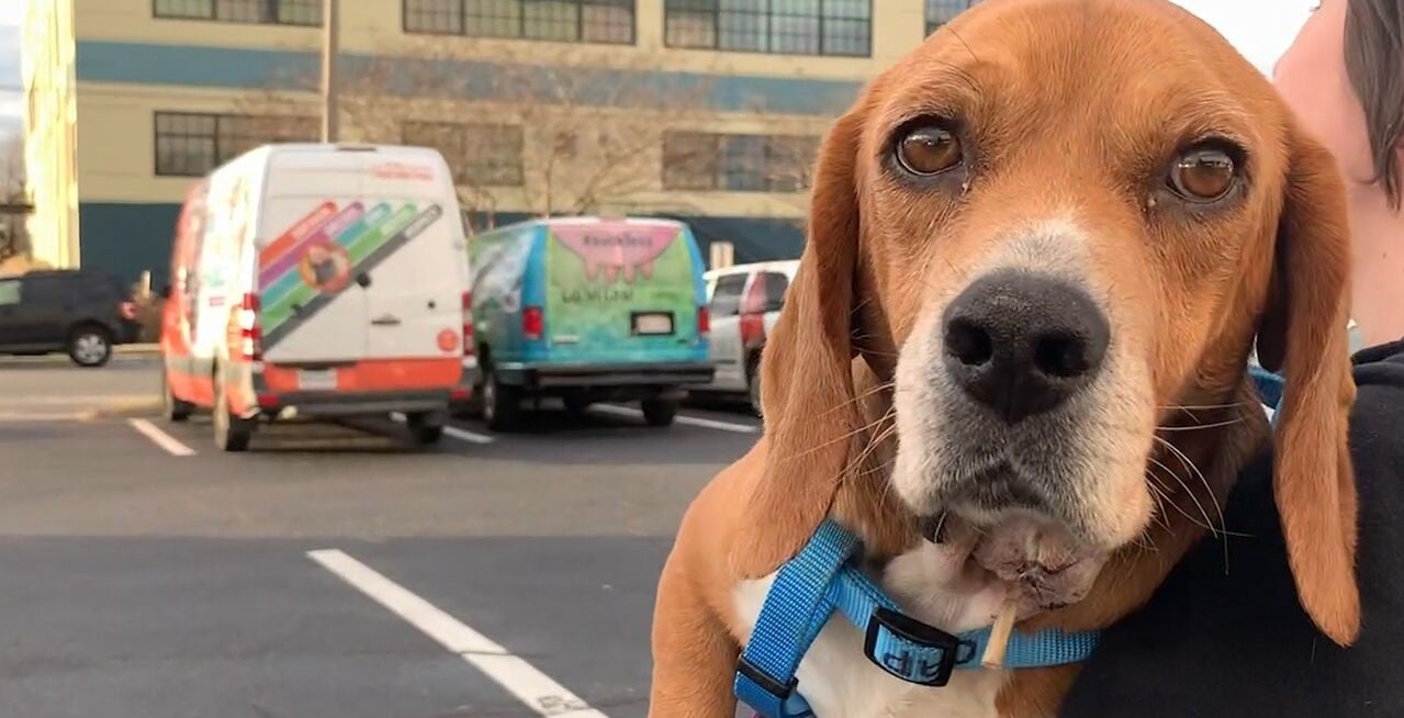 Close-up of rescued beagle/basset hound mix Dylan, a PETA rescue
