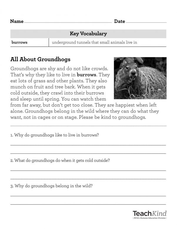 Groundhog Reading Comprehension Sheet