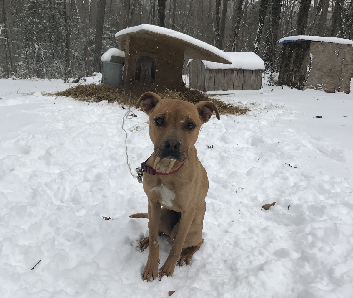 Watch the Documentary 'Breaking the Chain' in 2020 PETA