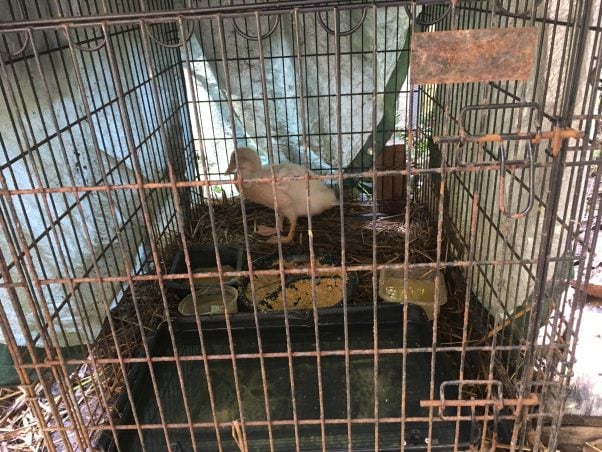 "Before" photo of Herman, a duck rescued by PETA, in a dark, filthy crate