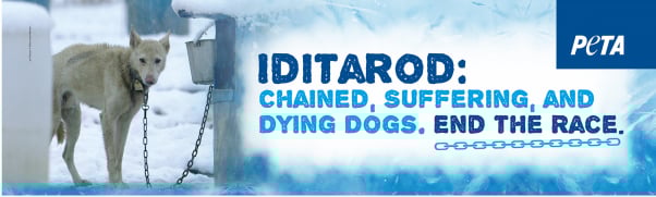 Iditarod Bus Ad Dying Dogs End The Race