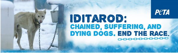 Iditarod Bus Ad Dying Dogs End The Race