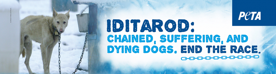 Iditarod Bus Ad Dying Dogs End The Race