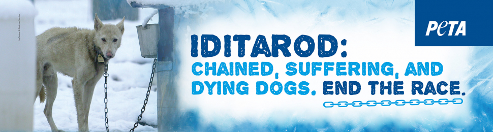 Iditarod: Chained, Suffering, and Dying Dogs