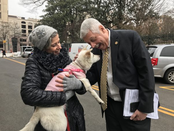 cap rescue dog crystal