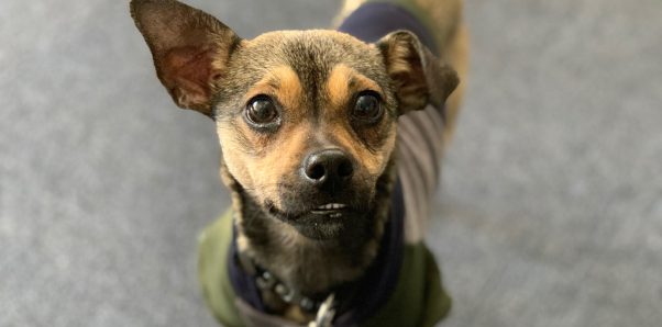 Rescued pug mix Ping Pong smiles for the camera