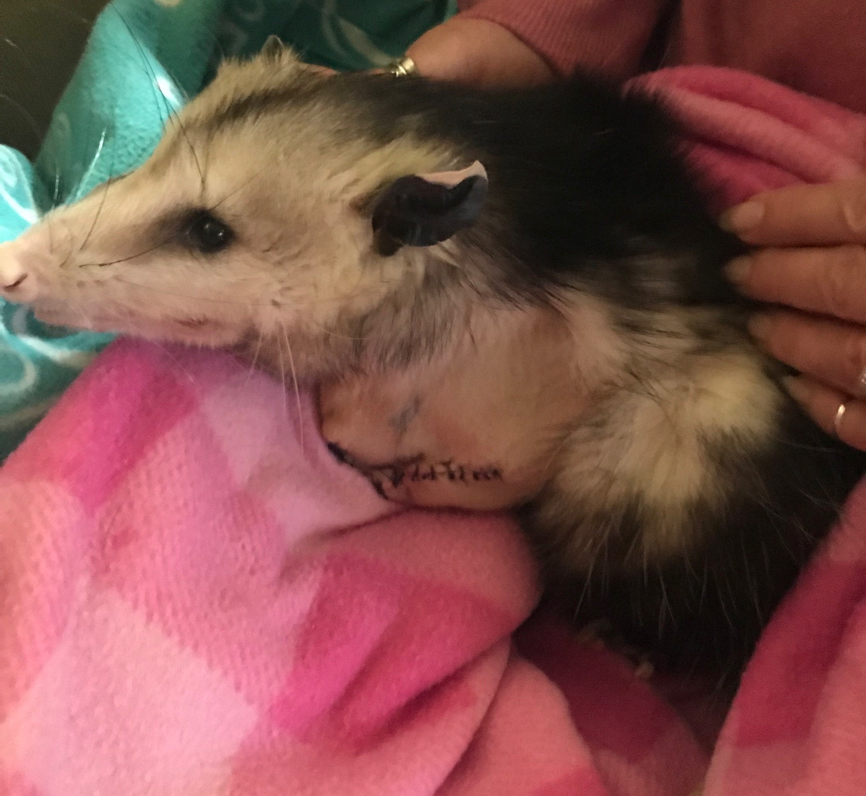 opossum drop peta possum leg injured animal amputated wildlife