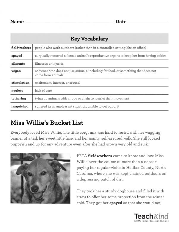Miss Willie Rescue Reading Comprehension Sheet