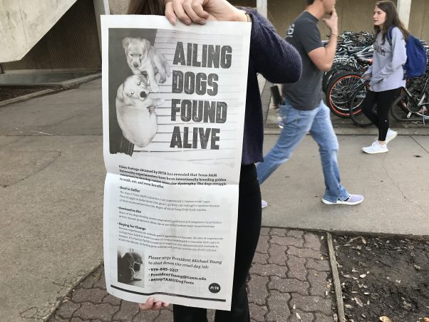 "Ailing Dogs Found Alive" ad in TAMU student newspaper