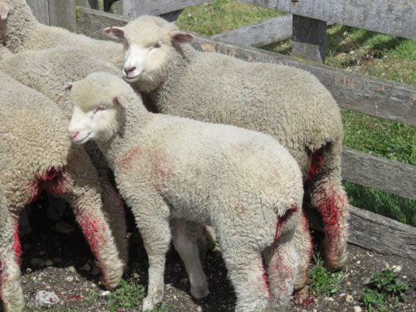 Lambs on a farm, with bloody severed tails.