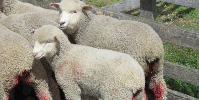 Lambs on a farm, with bloody severed tails.