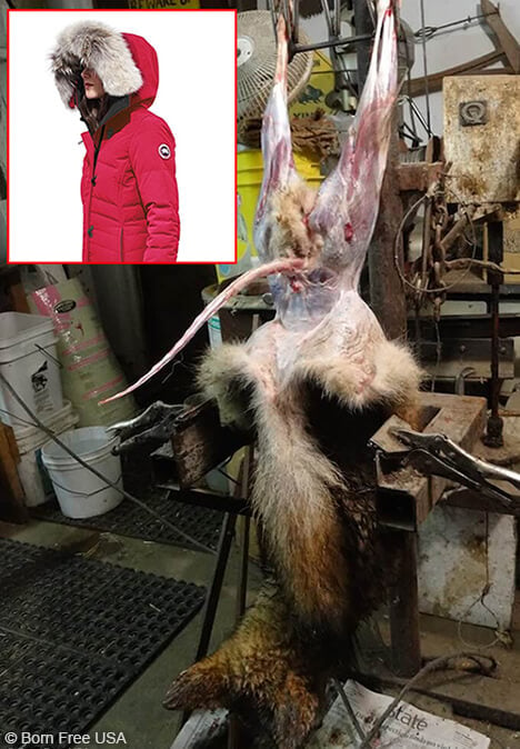 Skinned coyote hanging upside down, with a Canada goose jacket image inlayed onto the picture in the upper left corner
