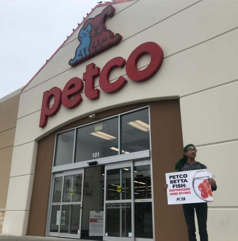 So Wrong Betta Fish Found Sick and Dying at Petco PETA