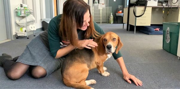 PETA staffer petting rescued beagle/basset hound mix Dylan