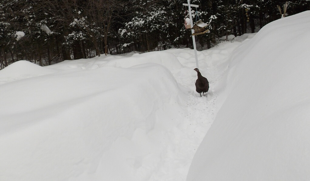 turkeys illegally released by hunting enthusiasts in the province of New Brunswick