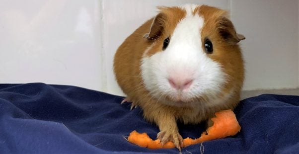 Cute brown-and-white guinea pig with a partially eaten carrot