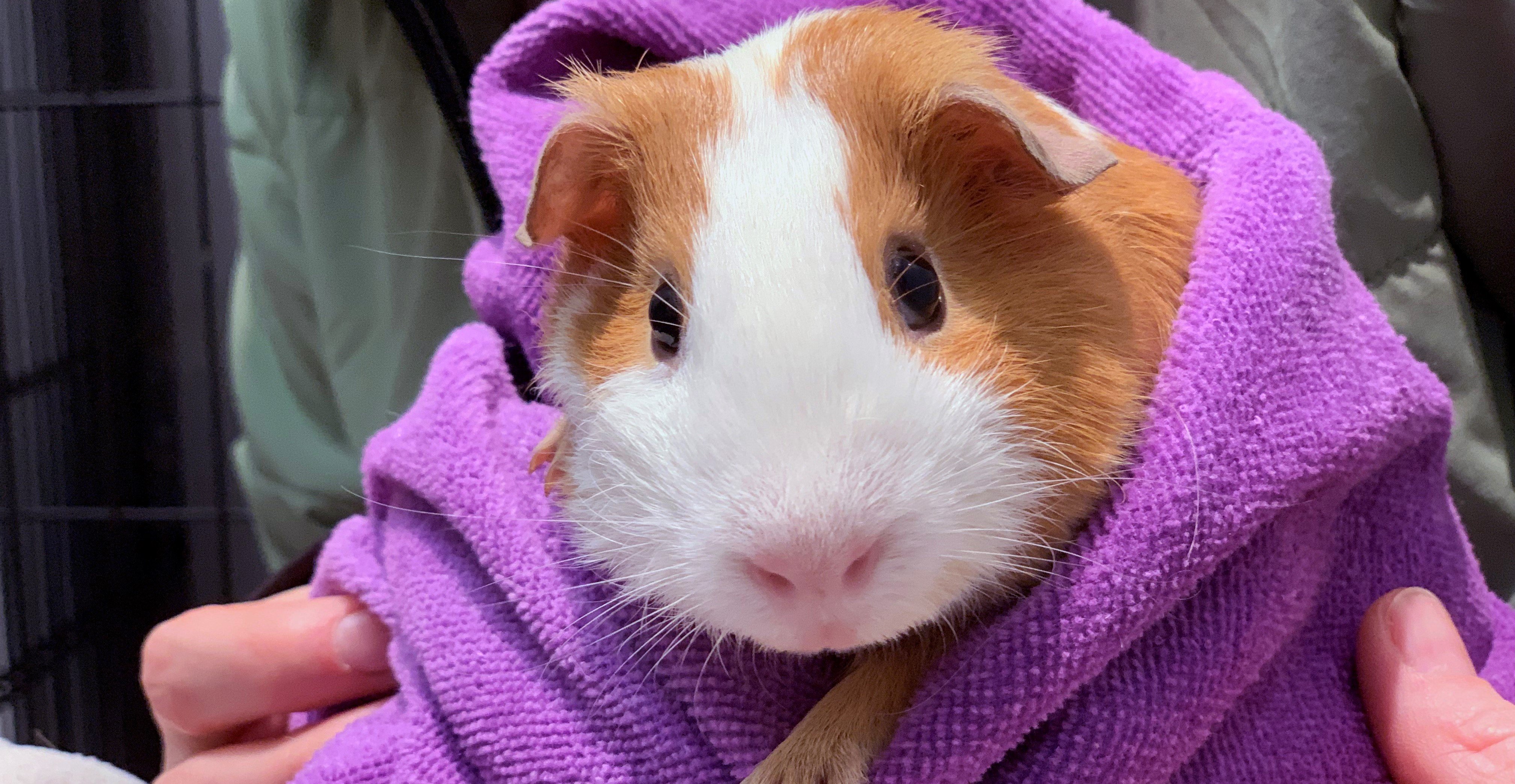 guinea pig rehoming near me