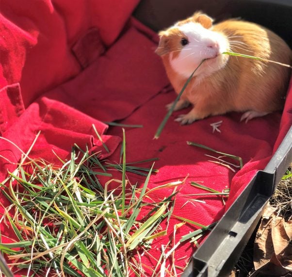 Thoreau, a brown-and- white guinea pig, eating hay