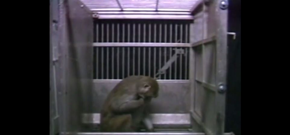 UC-Davis monkey experiments