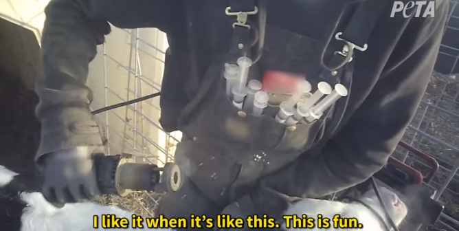 man burns calves and calls it fun