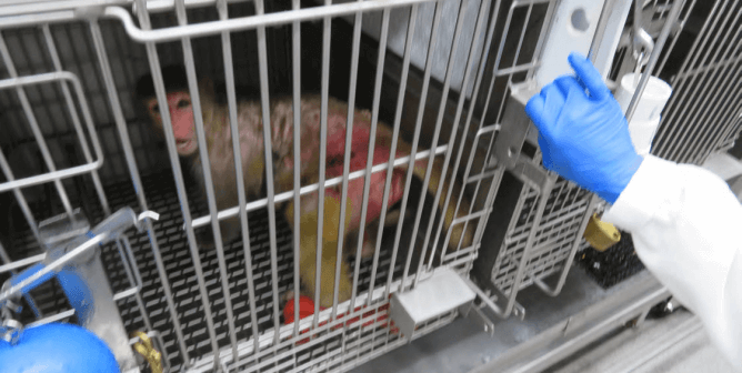 This 2017 photo of an older female macaque imprisoned at Emory University shows a hideous wound on her thigh. It was the result of incompetence and neglect on the part of the school, which continue unabated today.