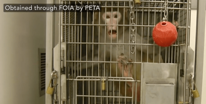 PETA Exposé: Toxic Waste, Disease, and Dead Monkeys at UW Monkey Facilities