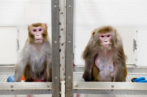 experiments Wisconsin National Primate Research Center and UW-Madison