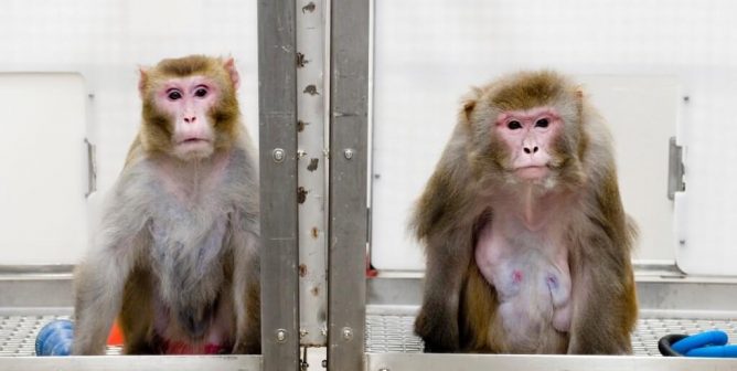 experiments Wisconsin National Primate Research Center and UW-Madison