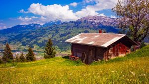 PETA’s Guide to Being Vegan in a Small Town