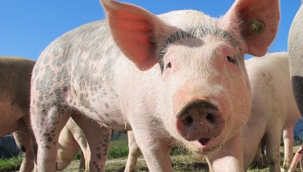 happy pig outdoors on flat grass facing the viewer