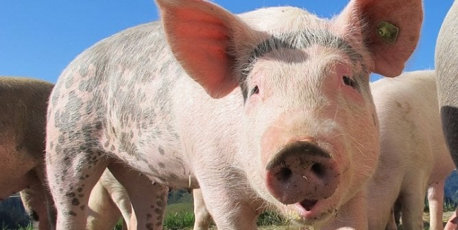 happy pig outdoors on flat grass facing the viewer