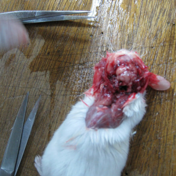 what dissection really teaches you, mouse dissection, rat dissection