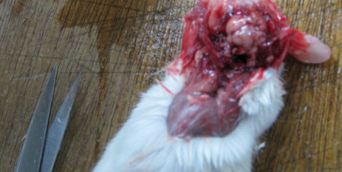 Where Do Frogs Used for Dissection Come From? PETA