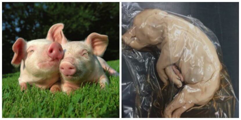 Dissection Where Do The Animals Come From Peta