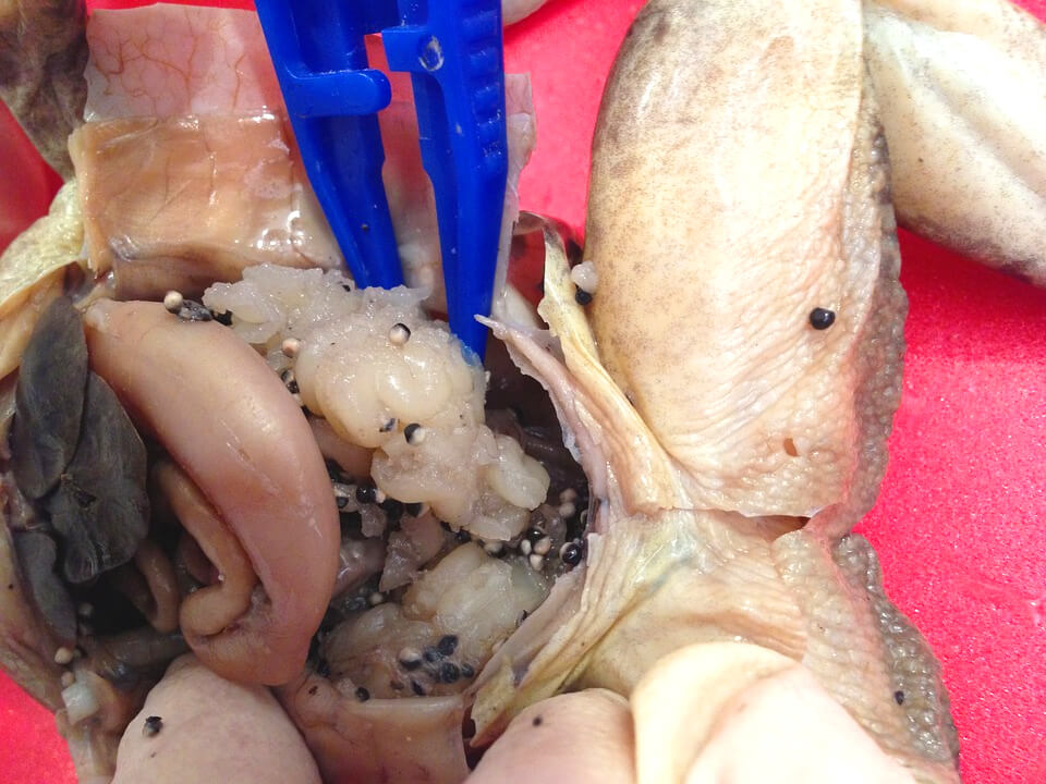 Real Students Describe What It S Like To Dissect Peta