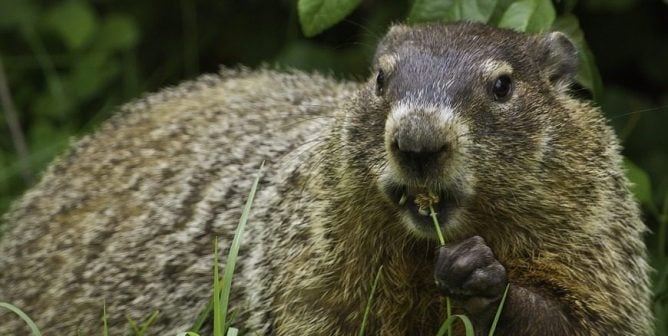 This Groundhog Day, Say No to Cruel Holiday Displays