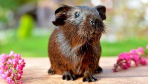 Brown guinea pig strikes dignified pose