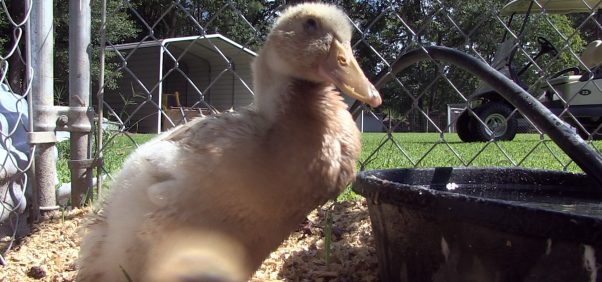 Herman, a duck rescued by PETA, arrives at his new home